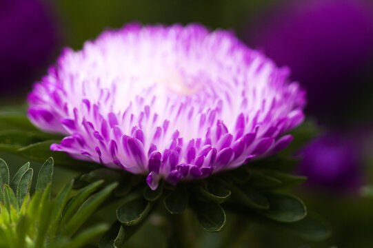 Bright China Aster, Callistephus chinensis, in Bloom, natural macro flower background
