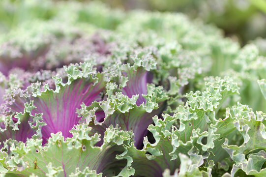 Close-Up View of Purple Ornamental Cabbage Leaves (Brassica oleracea)