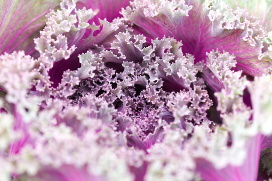 Close-Up View of Purple Ornamental Cabbage Leaves (Brassica oleracea)