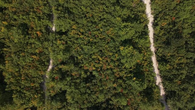 Drone Aerial View Flying Nadir (Top-Down) Over Forest Canopy and Parallel Dirt Paths Below Prenj Mountain