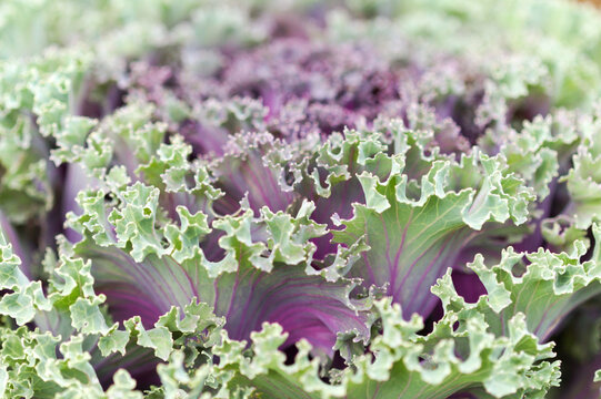 Close-Up View of Purple Ornamental Cabbage Leaves (Brassica oleracea)