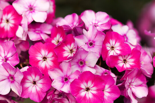 Bright Pink Garden Phlox paniculata, garden phlox natural floral macro background