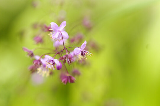 Delicate Purple Thalictrum Delavayi Meadow Rue Flowers Blooming
