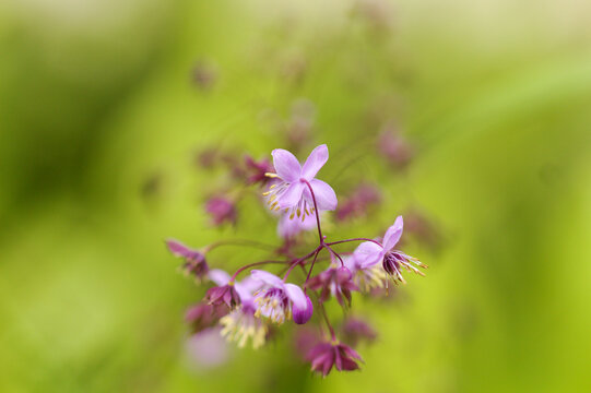 Delicate Purple Thalictrum Delavayi Meadow Rue Flowers Blooming