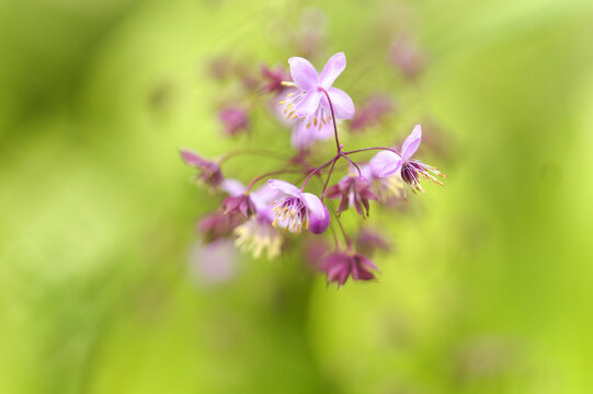 Delicate Purple Thalictrum Delavayi Meadow Rue Flowers Blooming