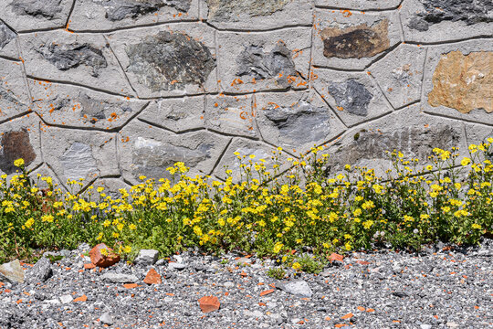 Alpine birds foot trefoil yellow wild flowers blooming along rustic stone wall, Lotus alpinus flora at Little St Bernard Pass, mountain botanical background, Aosta Valley, Italy