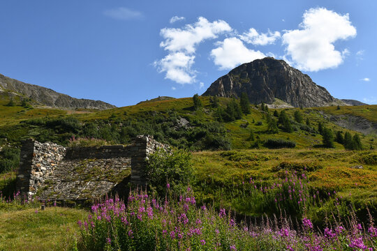 Historic stone military ruins with blooming pink fireweed wildflowers under blue sky, scenic view of Colle di Fourclaz mountain pass at Little St Bernard Pass, Aosta Valley, Italy