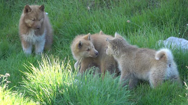 Husky Puppies Playing Together In Ilulissat Greenland Grass
Husky puppies play together among green grass in Ilulissat, Western Greenland, 26 August 2026.
