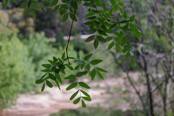 Naklejka premium Green leaves growing on branch with natural backdrop