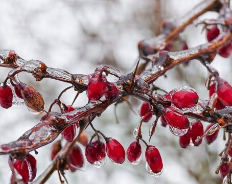 Close-up shot of frozen red barberry berries covered with ice glaze during winter freezing rain.
