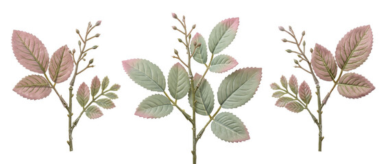 Obraz premium Rose leaf sprig botanical set isolated on black background for elegant floral design, wedding invitations, decorative patterns, organic nature craft projects, and botanical graphic elements.
