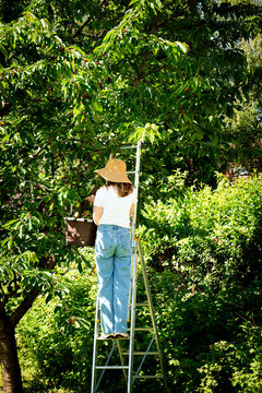 Mature woman picking fresh red cherries from a tree in a sunny summer garden