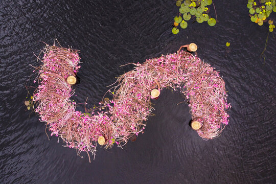 Aerial view of waterlily pickers harvesting pink flowers in a wetland with people wearing hats in small boats in Barishal, Bangladesh.