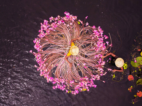 Aerial view of waterlily pickers in conical hats gathering pink flowers in a circular pattern within a wetland in Barishal, Bangladesh.