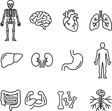Human Body Anatomy Outline Icons for Apps, Websites, Healthcare, Medical Education and Health Services