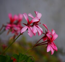 Pelargonie © Adam