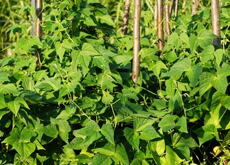 Bujna fasola tyczna zdrowo rosnąca w ogrodzie. Pnące pędy i świeże zielone liście tworzą charakterystyczny obraz naturalnej uprawy warzyw. © Adam