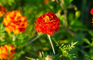 Aksamitka (Tagetes) w pełnym rozkwicie, z dużym, intensywnie kolorowym kwiatem. Kwiat ogrodowy wyróżnia się gęsto ułożonymi płatkami i dekoracyjnym wyglądem. © Adam