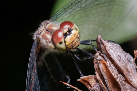 Black Meadowhawk Dragonfly Perched on Plant Macro Nature