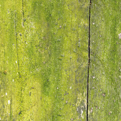 Vibrant green moss-covered wooden surface with weathered vertical boards, organic growth and rustic natural details. © Spice