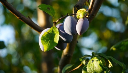 Śliwki rosnące na drzewie owocowym wśród zielonych liści. Owoce tworzą naturalny obraz letniego sadu i zdrowego owocowania. © Adam