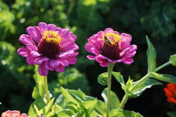 Piękna cynia (Zinnia elegans) rozwijająca efektowny kwiat w ogrodzie. Intensywnie wybarwione płatki tworzą dekoracyjny kwiatostan przyciągający wzrok. © Adam