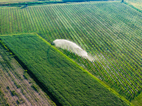 Aerial view of an irrigation system spraying water over lush green agricultural fields and vineyards in the countryside Noventa di Piave, Veneto, Italy.