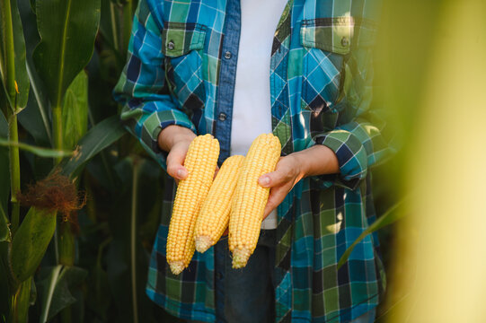 Female farmer holding fresh harvested corn cobs