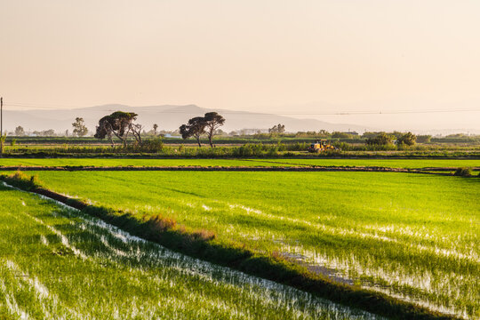 Ebro Delta rice fields with irrigation channels and young rice crops, Catalonia, Spain