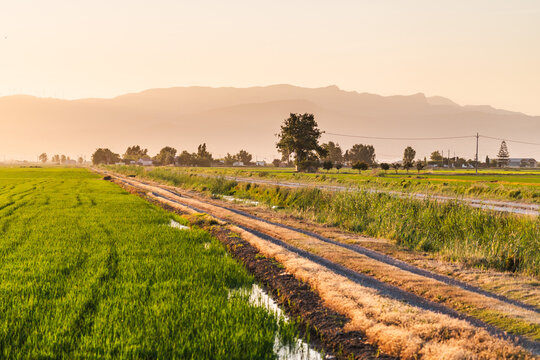 Rice field service road through Ebro Delta Natural Park at golden hour, Catalonia, Spain