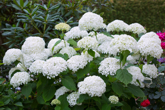 White Annabelle hydrangea flowers in a German garden.