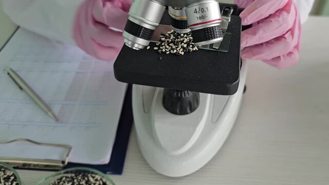 A scientist studying white and black sesame seeds under a microscope concept