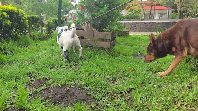 Dog with an injured paw wearing a dog sock, socializing with another dog in the park.