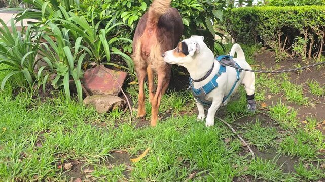 Dog with an injured paw wearing a dog sock, socializing with another dog in the park.