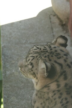 Snow leopard head profile resting on stone wilderness exploration