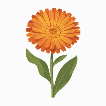 Vibrant orange calendula flower isolated on white background for botanical design projects