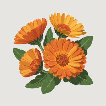 Vibrant orange calendula flowers with green leaves isolated on white background for herbal and wellness design