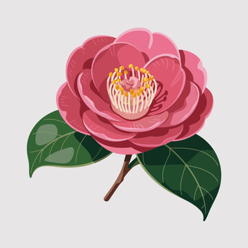 Pink camellia flower with green leaves and yellow stamens in full bloom isolated on white background