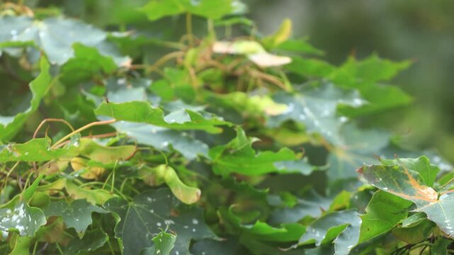 A close-up view of a tree with leaves and flowers
