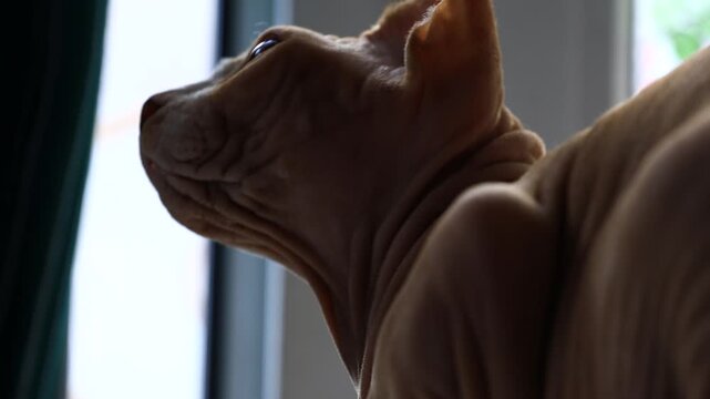 A close-up shot of a cat sitting near a window, possibly gazing outside