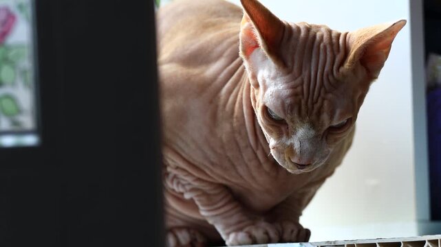 A hairless cat standing on top