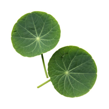 Two circular glaucous nasturtium leaves with radiating pale veins and succulent stems isolated on a white background with soft shadows concept of botanical purity