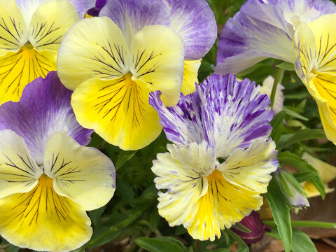 closeup of yellow and purple pansies with one ruffled edge flower