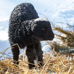 Black lamb stands in snowy field with dry grass © schankz