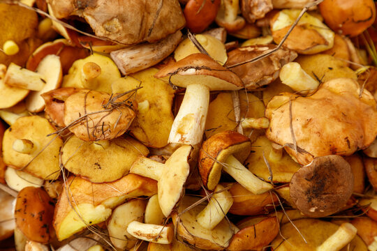 Golden caps and pale stems of wild mushrooms