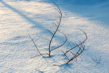 Naklejka premium Snow blankets the ground with soft, bright light. Twisted branches stand bare, frozen in winter's stillness.