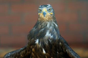 Fototapeta premium Close-up of a golden eagle with sharp gaze