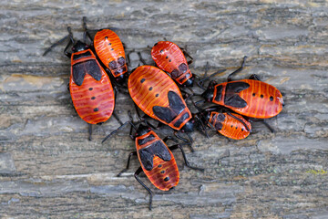 Naklejka premium Group of red-orange bugs with black markings on weathered wood