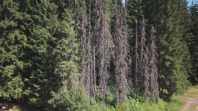 Drone Aerial View Ascending Upwards Revealing Dead Dry Pine Trees in Bijambare Forest Park