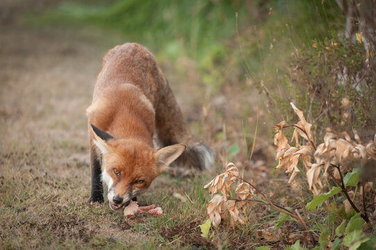 Red fox feeding on fresh prey in natural grassland, displaying characteristic hunting and feeding behaviour in a British countryside setting.
